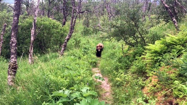 Grizzly Bear Passes By Honeymooning Hikers