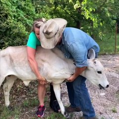 600lb Baby Brahman Bull Wanders Street