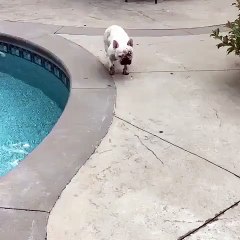 Ce french bulldog jouait dans la boue. Regardez ce qui lui est arrivé !