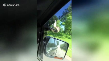Kansas driver uses windshield wiper to get snake off moving vehicle