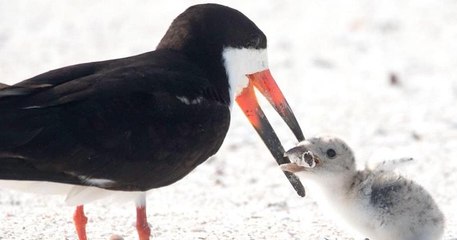 Cette photo d'un oiseau qui nourrit son petit est trompeuse et alarmante