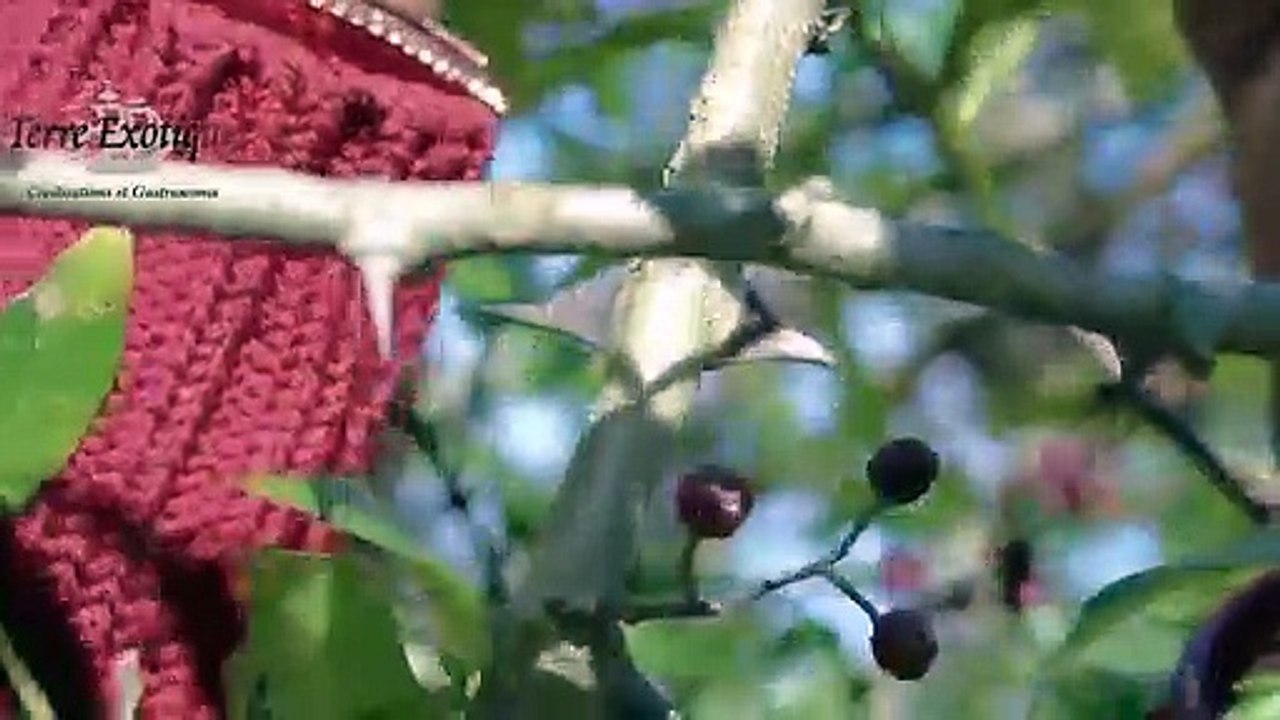 Découverte des poivres du monde