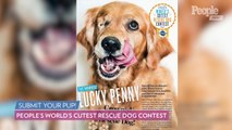 The World's Cutest Rescue Dog Contest is Here to Turn Your Dog Into a Superstar