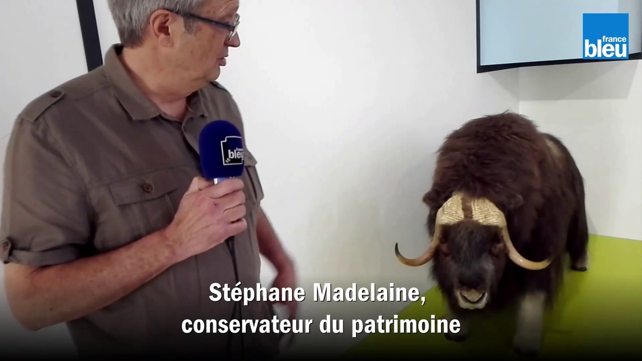 Le_conservateur du patrimoine Stéphane Madelaine nous parle du bœuf musqué