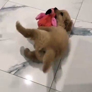 Ce chiot s'attaque à son flamant rose en peluche. Adorable !