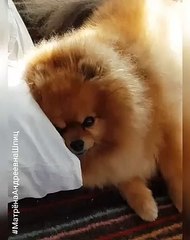 Ce poméranien a fait une bêtise et demande pardon. Trop chou !