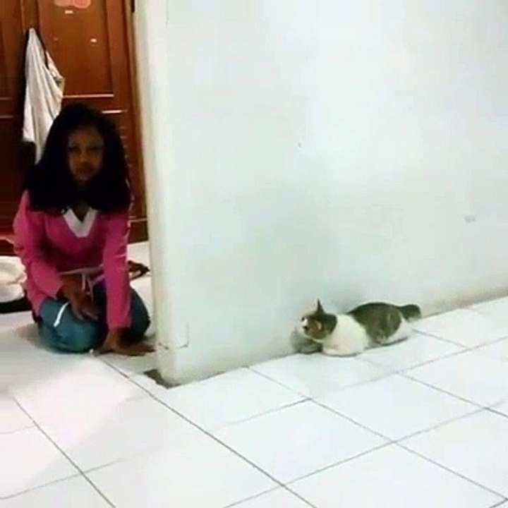 Hilarant  ! Regardez comment ce chat va se faire surprendre !