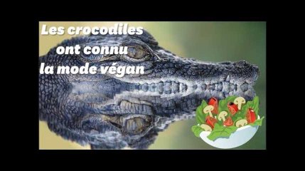 Les crocodiles ont aussi connu la mode vegan