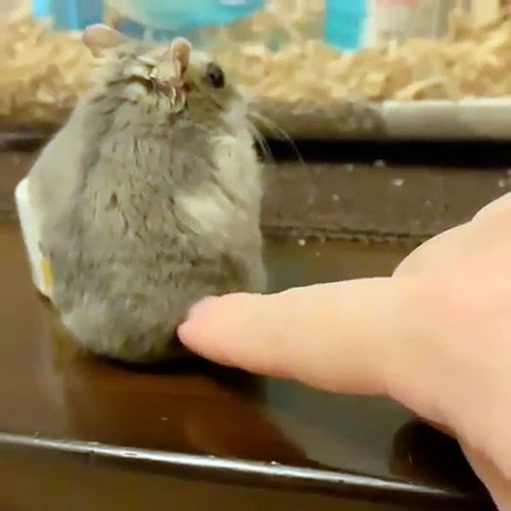 Ce hamster n'aime pas être dérangé. Regardez sa réaction !