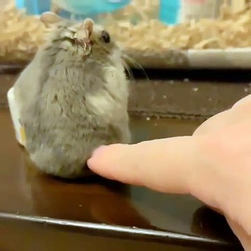Ce hamster n'aime pas être dérangé. Regardez sa réaction !