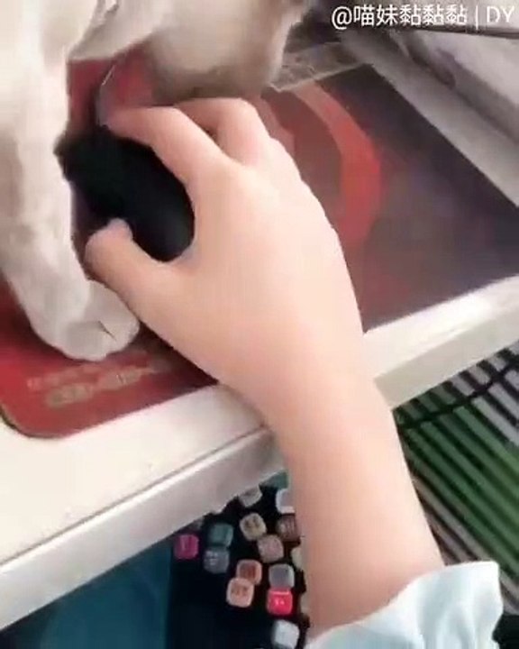 Ce chaton trouve toujours un moyen de faire lever son papa de l'ordinateur. Trop cute !