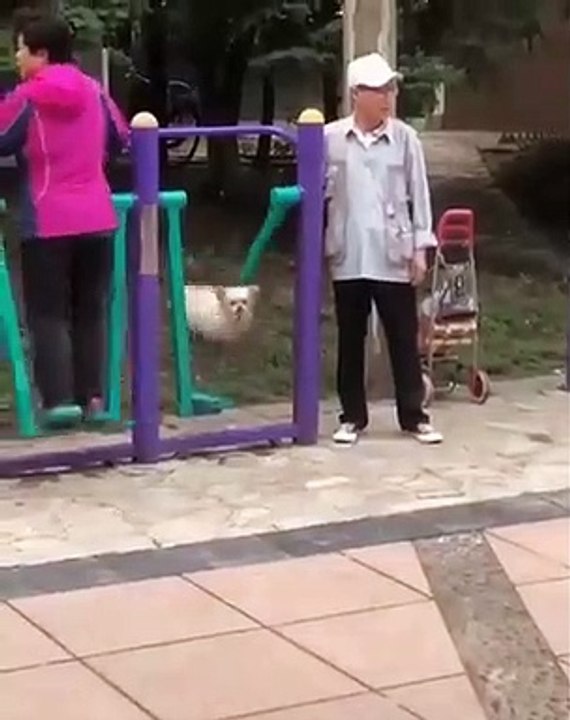 Incroyable ! Un chat qui s'amuse sur une balançoire.