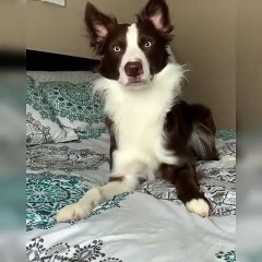Cette chienne sait comment amadouer sa maîtresse pour aller se promener. Adorable !