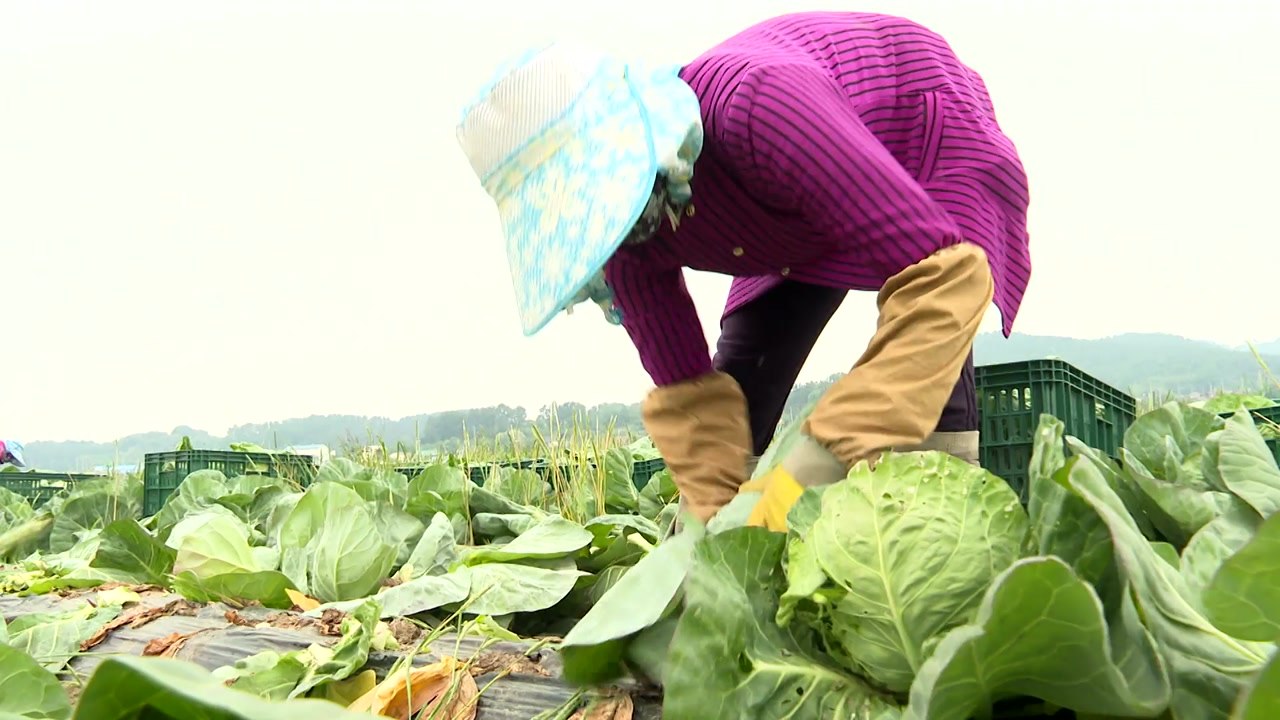 '꼬마 양배추' 수출길 '활짝'...일본·타이완서 인기 / YTN