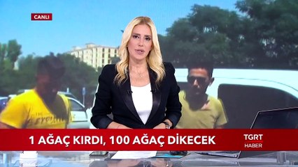 1 Ağaç Kırdı, 100 Ağaç Dikecek