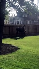 Mother Moose and Cute Calves Cool Off on the Grass