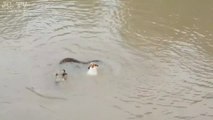 Des chiens intrépides poursuivent un anaconda dans l'eau