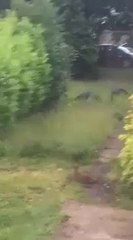 Ce renard se fait malmener par des corbeaux