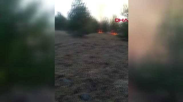 GAZİANTEP Anız yangını ormana sıçradı, 10 hektar alan kül oldu