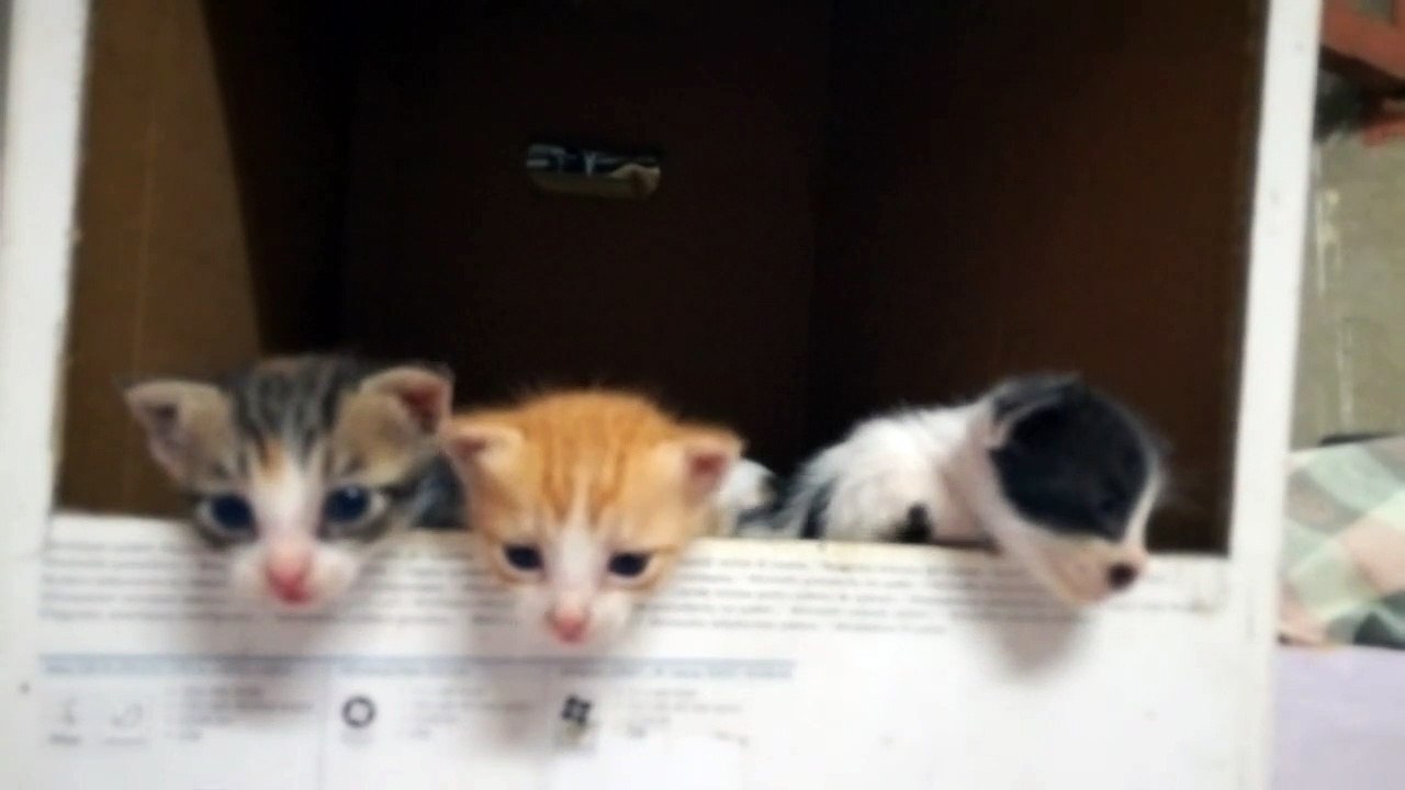 Kitties Mew Mew For Mommy