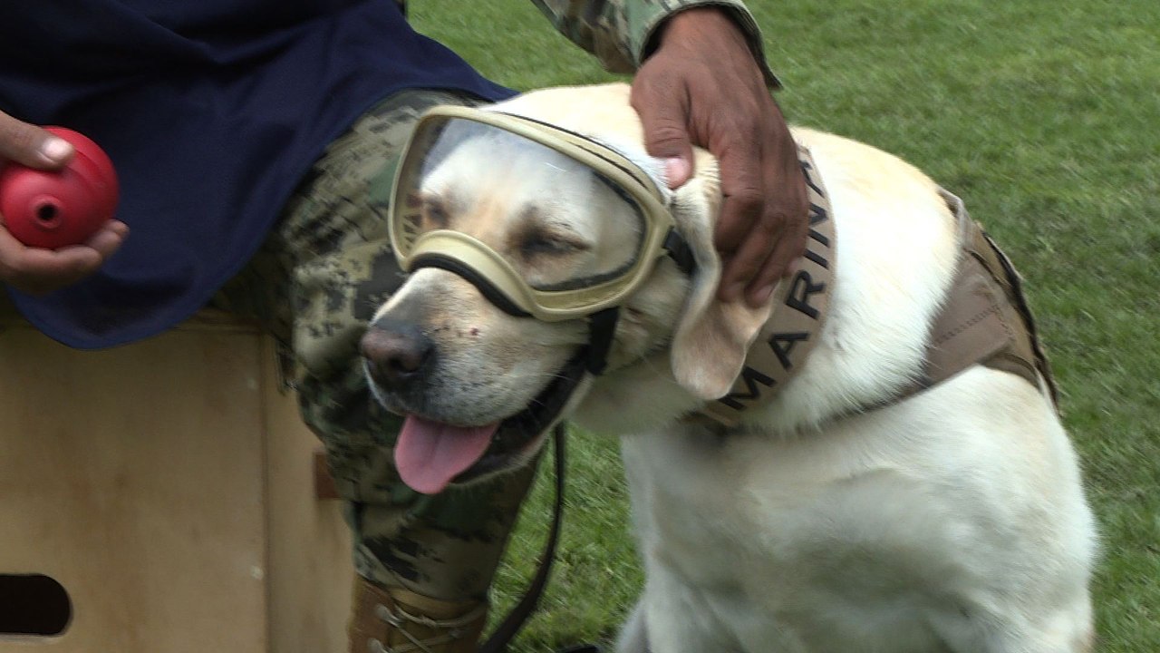 Frida the rescue dog retires in Mexico