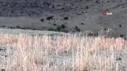 Siverek'te domuz sürüsü görüntülendi