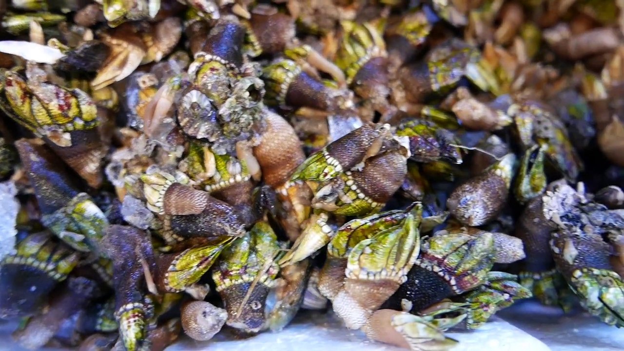 Japanese Street Food - TURTLE HANDS Barnacle Tempura Okinawa Seafood Japan