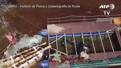 Rusia libera las primeras ballenas de una "cárcel"