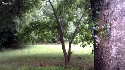 Lion of the Tribe of Judah