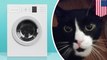 Kucing masuk ke dalam mesin cuci, selamat - TomoNews