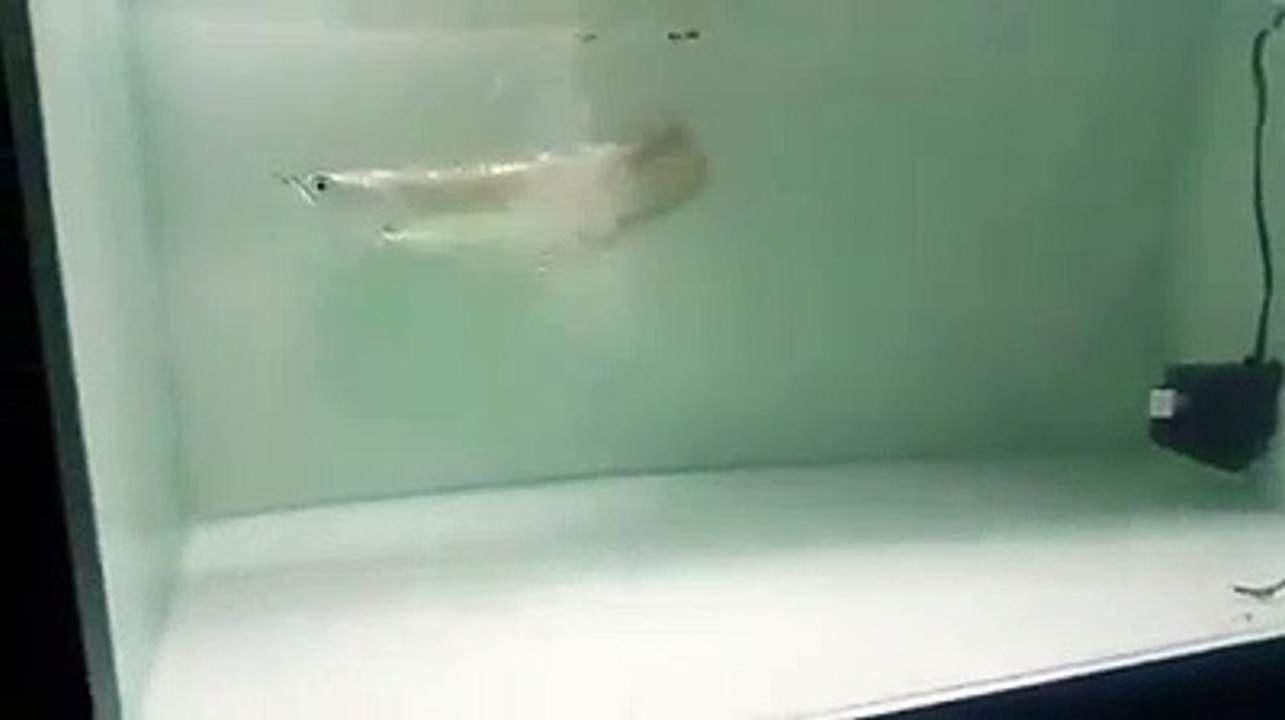 Silver Fish