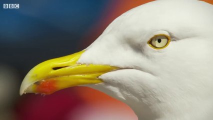 Seagull Sandwich Thief - BBC Earth