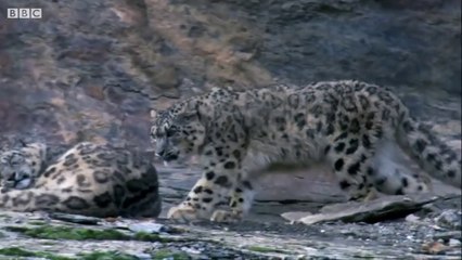 Top 5 -  Best Wild Animal Chases -