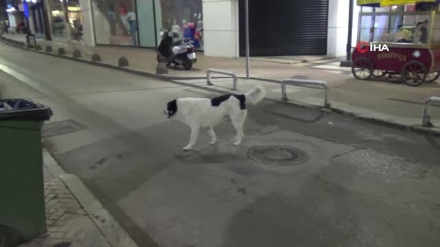 Ordu'da sokak köpeği dehşeti...2 çocuk sokak köpeklerinin saldırısında yaralandı