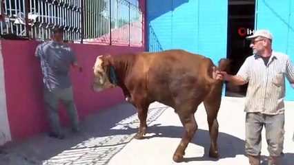 3 Tonluk Kurbanlık Boğa 'Kocaman' Araba Fiyatına Satışta