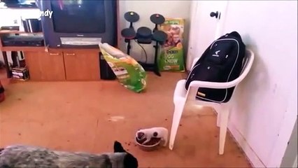 TRY NOT TO LAUGH or SMILE - SUPER Funny Animal Compilation