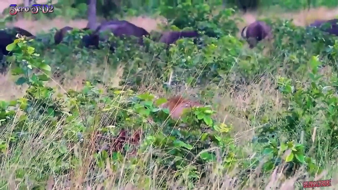 Lion vs Buffalo | Moments of victory & defeat | The Gods can't help the poor baby Buffalo
