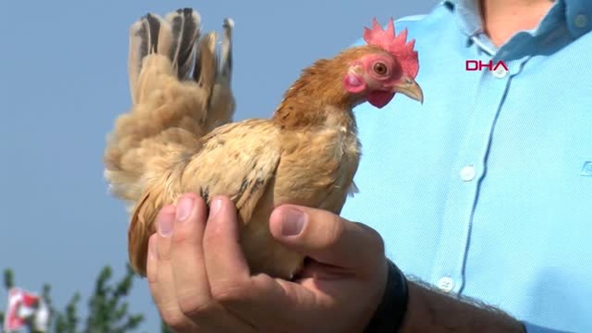 Bursa En Kucuk Cins Tavugun Fiyati Normallerinin 10 Kati Dailymotion Video