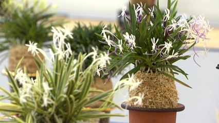 여름에 뽐내는 풍란의 우아한 자태..."키우기 쉬워요" / YTN