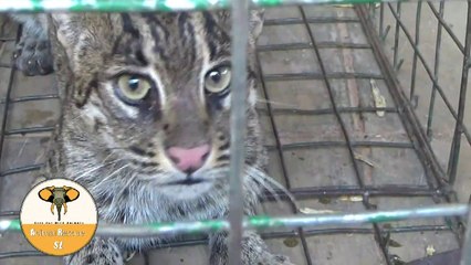 Rescued fishing cat  from well !