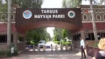 Tarsus'ta bulunan yavru ebabil kuşu koruma altına alındı