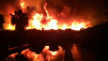 Incendio de palmeras en los huertos de Elche.