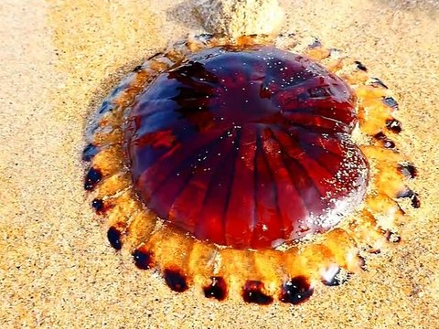 La méduse rayonnée (Chrysaora hysoscella aussi appelée méduse boussole)