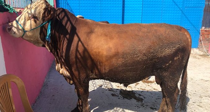 3 tonluk kurbanlık boğa 49 bin 990 TL'ye alıcısını bekliyor