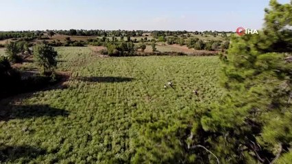 Dünyanın kekiği Denizli'de hasada hazırlanıyor