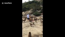 Woman feeds hundreds of wild monkeys in Thailand