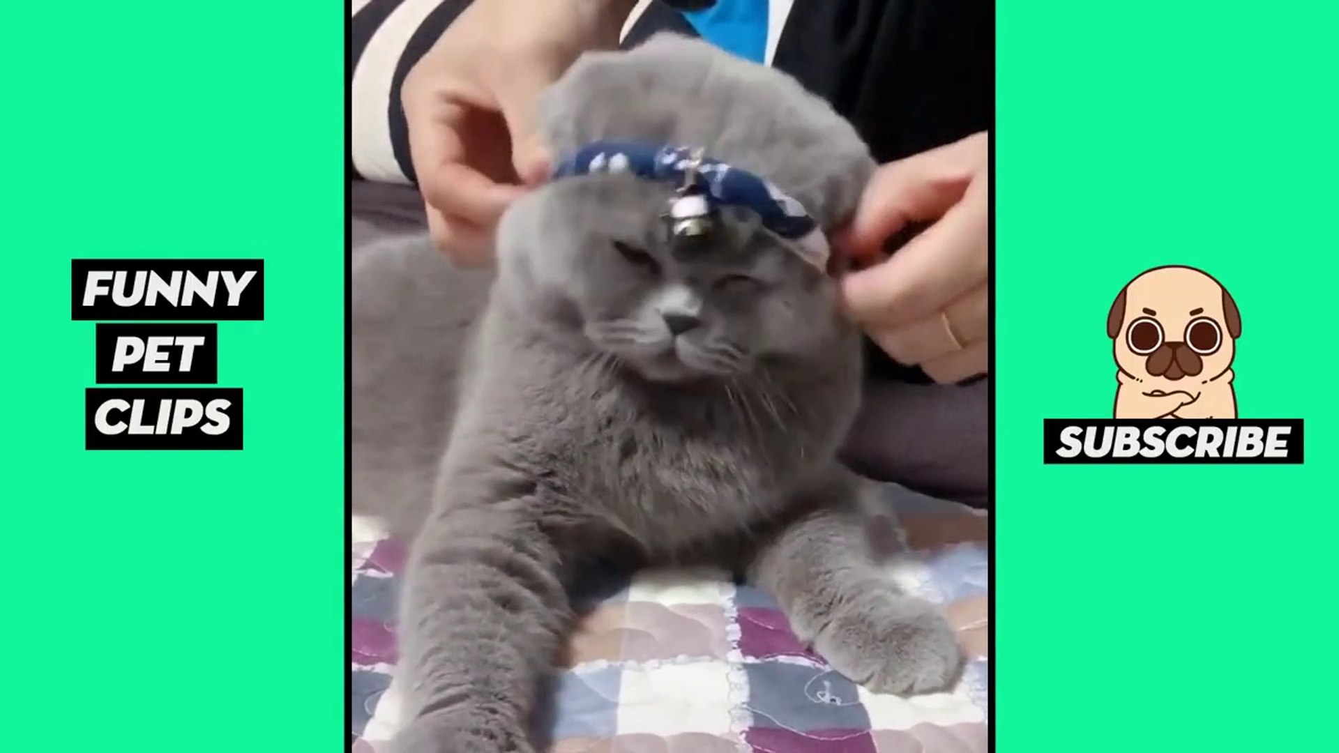 Tik Tok Pets  Funny Cute Animals #3