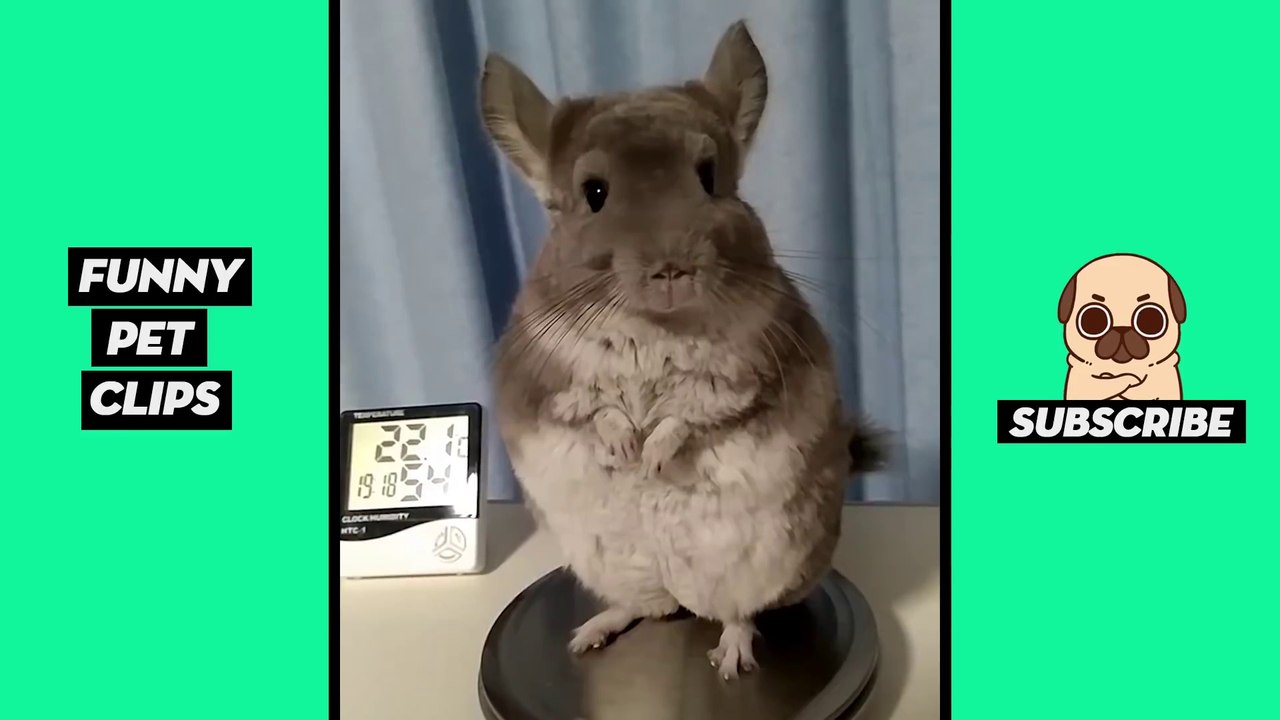Tik Tok Pets  Funny Cute Animals #5