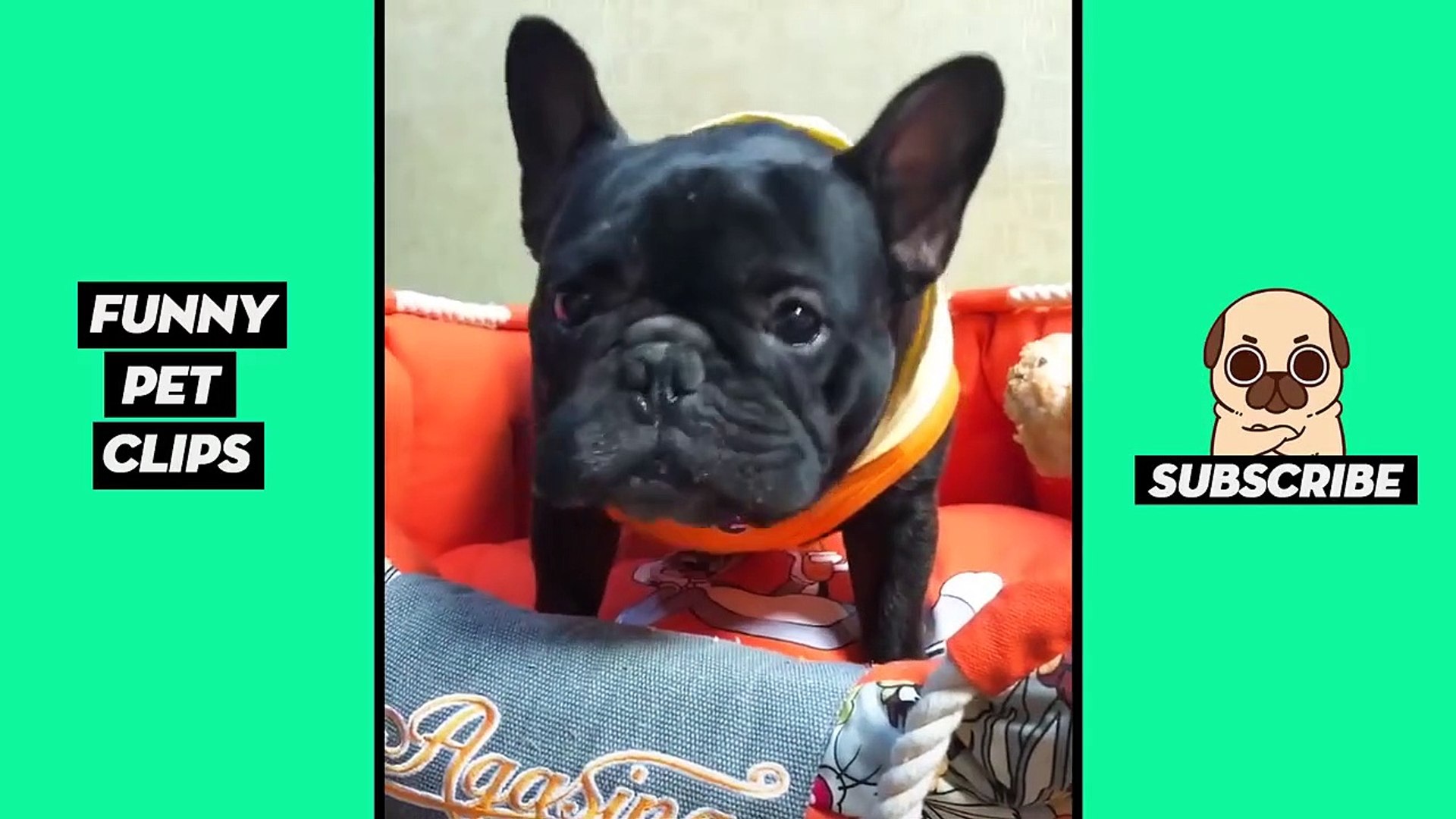 Tik Tok Pets  Funny Cute Animals #9