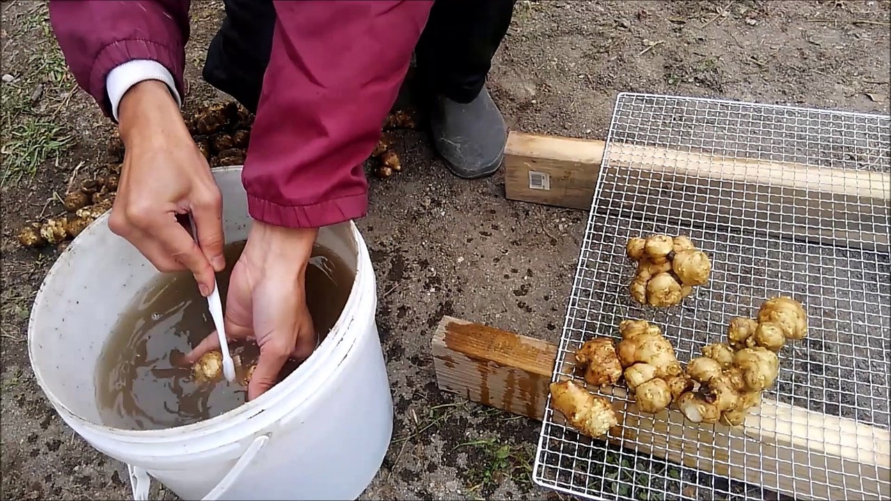 キクイモ洗浄